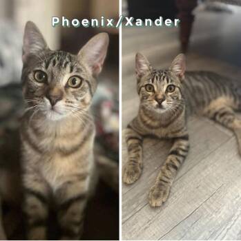 Rescue Tabby Cats for Adoption - Xander And Phoenix | PetCurious
