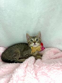 Mouse -  Domestic Short Hair Cat Available for Adoption in Tavares, Florida - Mouse | PetCurious