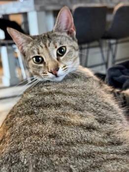 Domestic Short Hair Cats Available for Adoption - Olive | PetCurious