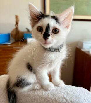 Penny (Cruella) -  Domestic Short Hair Cat for Adoption in Columbia, Illinois - Penny (Cruella) | PetCurious
