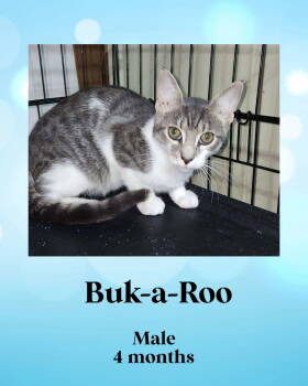 Rescue Domestic Short Hair Cats for Adoption in Holbrook, New York - BUCK-A-ROO | PetCurious