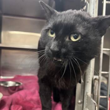 Tony Biscuits the Third -  Domestic Short Hair Cat Available for Adoption in TIMBERCRK CYN, Texas - Tony Biscuits The Third | PetCurious