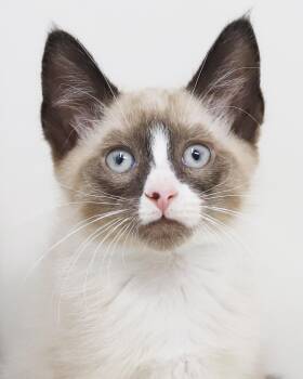 Eric and Ariel - the prince and princesses of purrfection -  Snowshoe and Siamese Cat for Adoption in Bedford Hills, New York - Eric And Ariel - The Prince And Princesses Of Purrfection | PetCurious