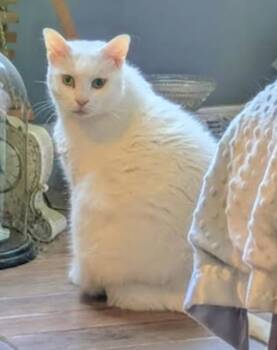 Betty Boop -  Domestic Short Hair Cat for Adoption in Roanoke, Virginia - Betty Boop | PetCurious