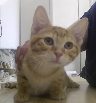 Chandler -  Domestic Short Hair Cat for Adoption in Dayton, Minnesota - Chandler | PetCurious