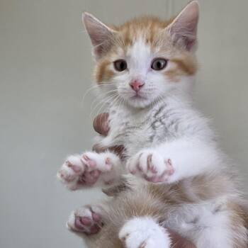 Miso -  Domestic Medium Hair Cat for Adoption in Midland, Texas - Miso | PetCurious