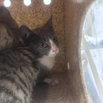 Baltimore -  Domestic Short Hair Cat for Adoption in Philadelphia, Pennsylvania - Baltimore | PetCurious
