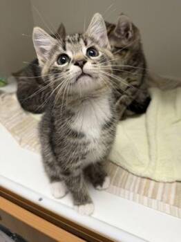 Mochi -  Domestic Short Hair Cat for Adoption in Fairfax, Virginia - Mochi | PetCurious