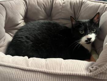 Domestic Short Hair Cats Available for Adoption in Raleigh, North Carolina - Dapple | PetCurious