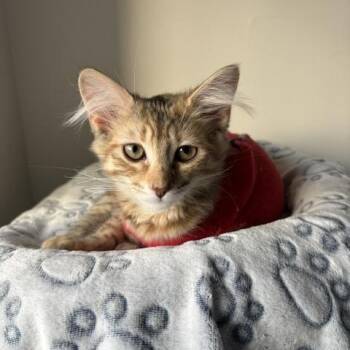 Pippa -  Domestic Medium Hair Cat for Adoption in Burnaby, British Columbia - Pippa | PetCurious