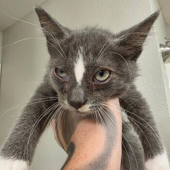 Luffy -  Domestic Short Hair Cat for Adoption in West Des Moines, Iowa - Luffy | PetCurious