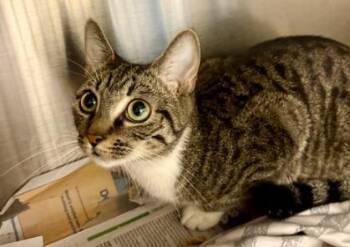 Rescue Domestic Short Hair Cats for Adoption in Virginia Beach, Virginia - 180580 Valora | PetCurious