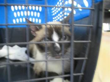 Domestic Short Hair Cats Available for Adoption in Ocala, Florida - LUCY | PetCurious