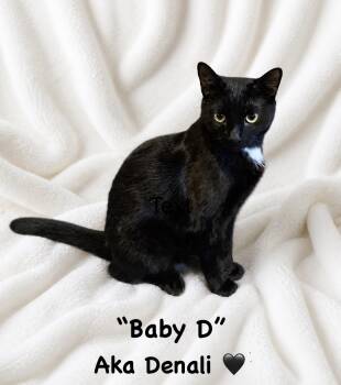 Domestic Short Hair Cats Available for Adoption in Copley, Ohio - Baby D Aka Denali | PetCurious