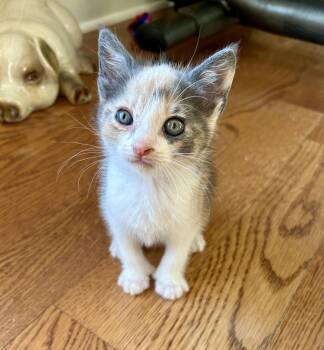 Dahlia -  Domestic Short Hair Cat for Adoption in Victor, New York - Dahlia | PetCurious