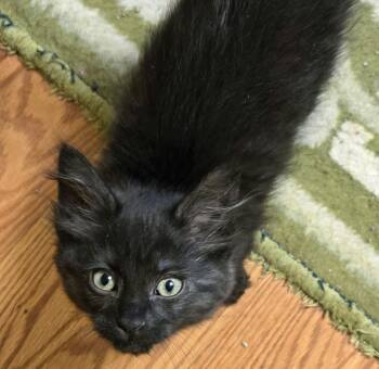 Georgie -  Domestic Short Hair Cat for Adoption in Wilsonville, Oregon - Georgie | PetCurious
