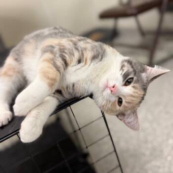 Barley -  Domestic Short Hair Cat for Adoption in Enfield, New Hampshire - Barley | PetCurious