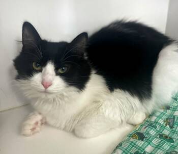 Domestic Long Hair Cats Available for Adoption - Harper | PetCurious