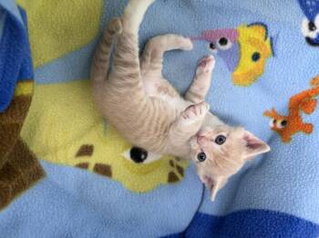 Domestic Short Hair Cats Available for Adoption in Gainesville, Florida - Dectin | PetCurious