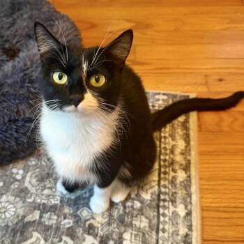 Cricket -  Tuxedo Cat for Adoption in Bethel, Connecticut - Cricket | PetCurious