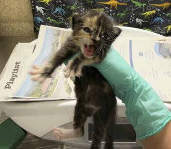 PAPRIKA -  Domestic Short Hair Cat for Adoption in Riverside, California - PAPRIKA | PetCurious