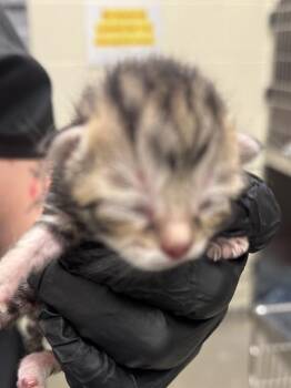 A121309 -  Domestic Short Hair Cat for Adoption in West Valley City, Utah - A121309 | PetCurious