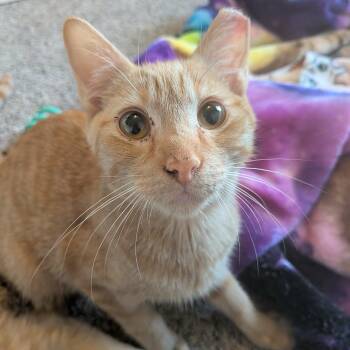 Beatbox -  Domestic Short Hair Cat for Adoption - Beatbox | PetCurious