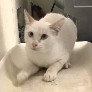 IVHS-Stray-141824 -  Siamese Cat for Adoption in San Gabriel, California - IVHS-Stray-141824 | PetCurious