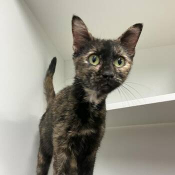 October -  Domestic Short Hair Cat for Adoption in Saint Joseph, Missouri - October | PetCurious
