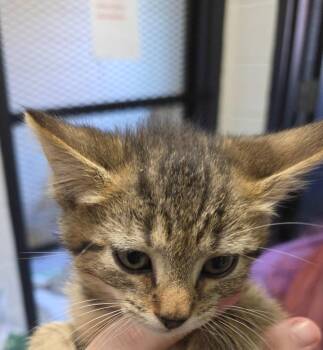 Parmesan -  Domestic Short Hair Cat for Adoption in Chattanooga, Tennessee - Parmesan | PetCurious