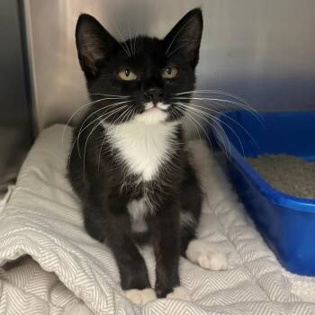 Sierra -  Domestic Short Hair Cat for Adoption in East Hanover, New Jersey - Sierra | PetCurious