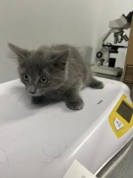 Smoke at PetSmart in Athens, GA -  Domestic Medium Hair Cat for Adoption in Watkinsville, Georgia - Smoke At PetSmart In Athens, GA | PetCurious