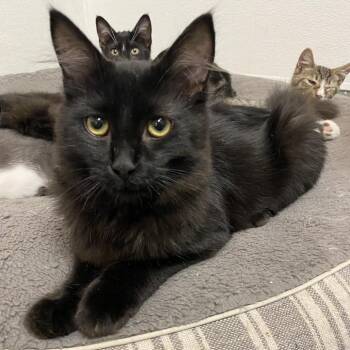 Domestic Medium Hair Cats Available for Adoption in Westminster, California - Kuro | PetCurious