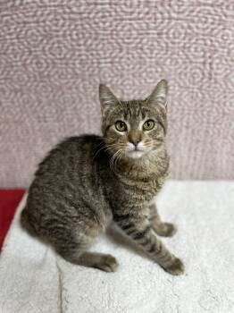 Domestic Short Hair Cats Available for Adoption - Spyro | PetCurious