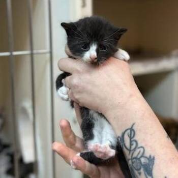 Domestic Short Hair Cats Available for Adoption in Madison, Wisconsin - Swing | PetCurious