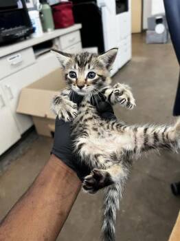 RODNEY -  Domestic Short Hair Cat for Adoption in Dallas, Texas - RODNEY | PetCurious
