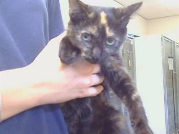 FELICIA -  Domestic Short Hair Cat for Adoption in Sacramento, California - FELICIA | PetCurious