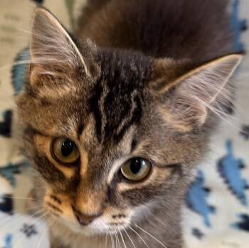 Nori -  Domestic Long Hair Cat for Adoption in Auburn, Nebraska - Nori | PetCurious