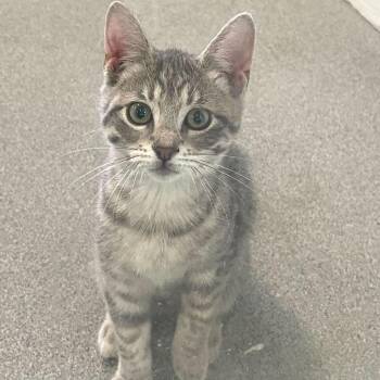 Bratz -  Domestic Short Hair Cat for Adoption in Carencro, Louisiana - Bratz | PetCurious