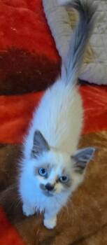 The Bridgertons: Brimsley (part of pair) -  Siamese and Domestic Medium Hair Cat for Adoption - The Bridgertons: Brimsley (part Of Pair) | PetCurious