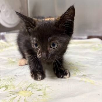 Pixie -  Domestic Short Hair Cat for Adoption in Milton, Florida - Pixie | PetCurious