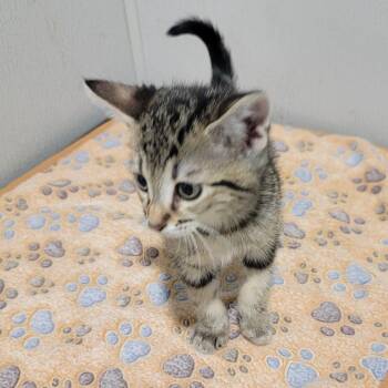 Nora -  Domestic Short Hair Cat for Adoption in Tampa, Florida - Nora | PetCurious