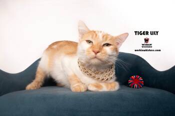 TIGER LILY -  Domestic Short Hair and Tabby Cat for Adoption in Hemet, California - TIGER LILY | PetCurious