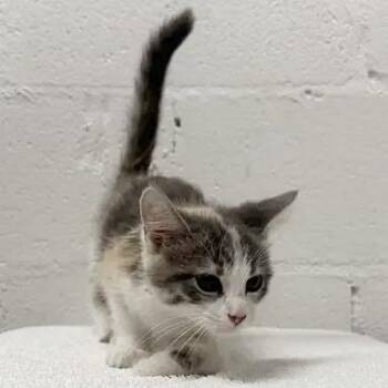 Phantom -  Domestic Short Hair Cat for Adoption in Brentwood, Missouri - Phantom | PetCurious