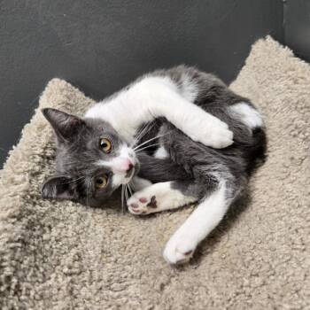 Malarky -  Domestic Short Hair Cat for Adoption in Buffalo, New York - Malarky | PetCurious