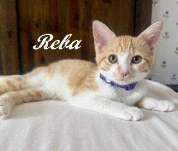 Reba -  Tabby Cat for Adoption in Southern Pines, North Carolina - Reba | PetCurious