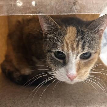 Domestic Short Hair Cats Available for Adoption - Patches | PetCurious