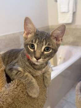 Bruce the Goose -  Domestic Short Hair and Tabby Cat for Adoption in Dallas, Texas - Bruce The Goose | PetCurious