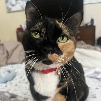 Domestic Short Hair Cats Available for Adoption - Reecie | PetCurious