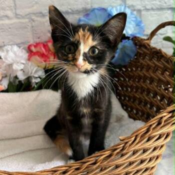 Larissa -  Domestic Short Hair Cat for Adoption in Harrisonburg, Virginia - Larissa | PetCurious